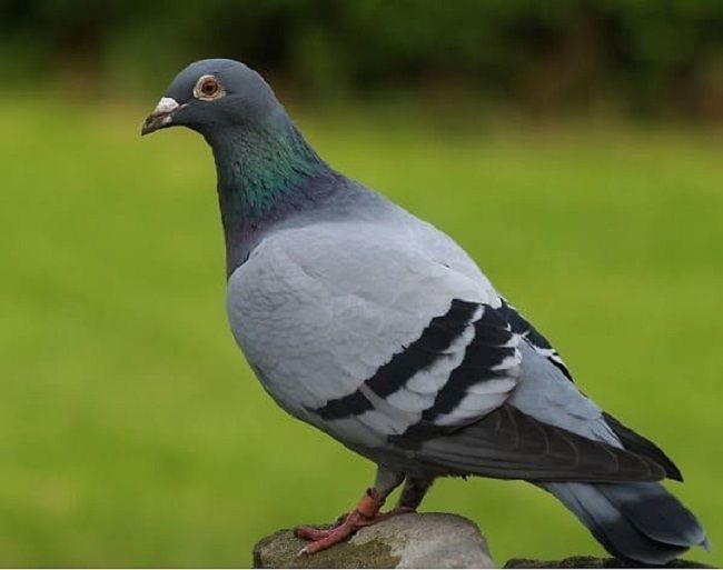 Tất tần tật kiến thức lý thuyết về chim bồ câu trong sinh học 7