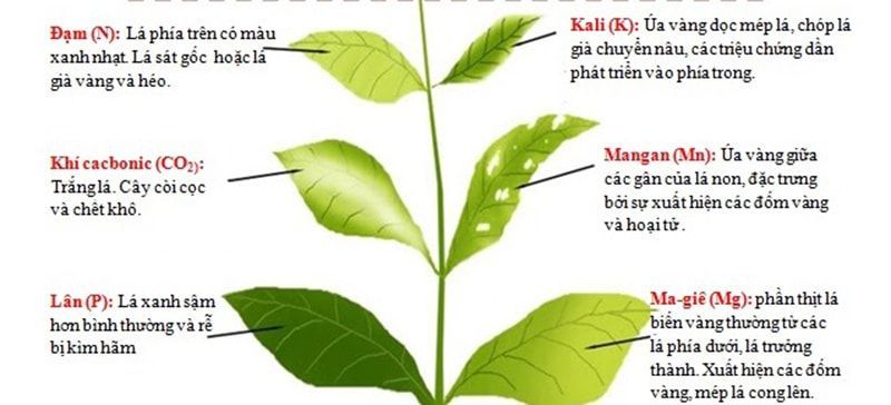 Vai trò chủ yếu của nguyên tố đại lượng trong các quá trình hóa học và công nghệ!