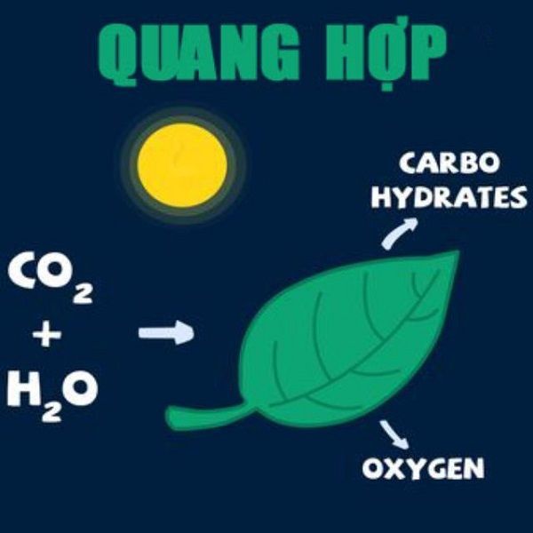 [Sinh học] Quang hợp là gì? Vai trò của quang hợp ở thực vật là gì?